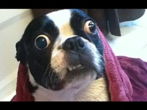 Funny dog 10