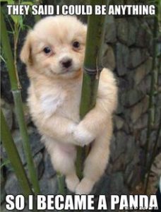 Funny dog 11