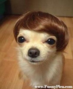Funny dog 12