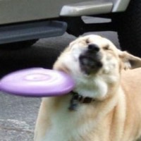 Funny dog 13