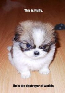 Funny dog 14