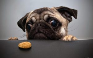 Funny dog 16