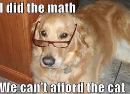 Funny dog 17
