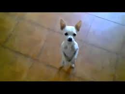Funny dog 18