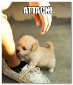 Funny dog 19