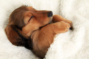 Funny dog 2