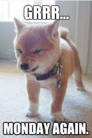 Funny dog 20