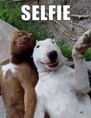 Funny dog 21