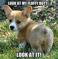 Funny dog 22