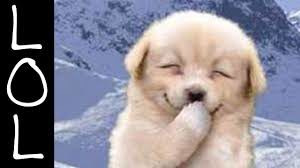 Funny dog 23