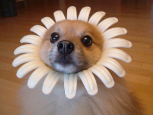 Funny dog 24