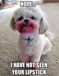Funny dog 24