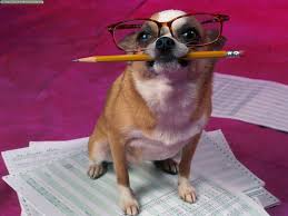 Funny dog 25