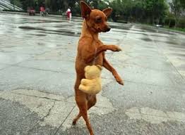Funny dog 26