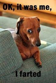 Funny dog 27