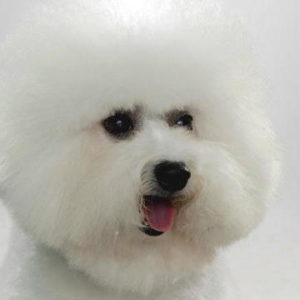 Funny dog 3