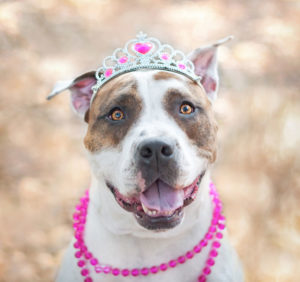 Dog wearing a princess crown