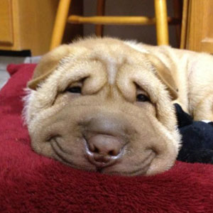 Funny dog 5