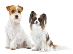 Funny dog 6