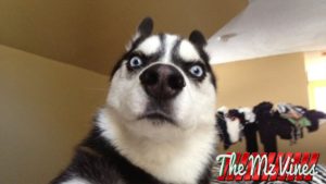 Funny dog 7