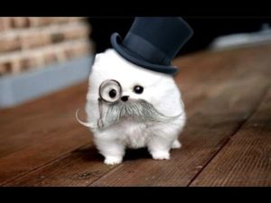 Funny dog 9