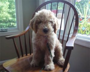 goldendoodle_lucas